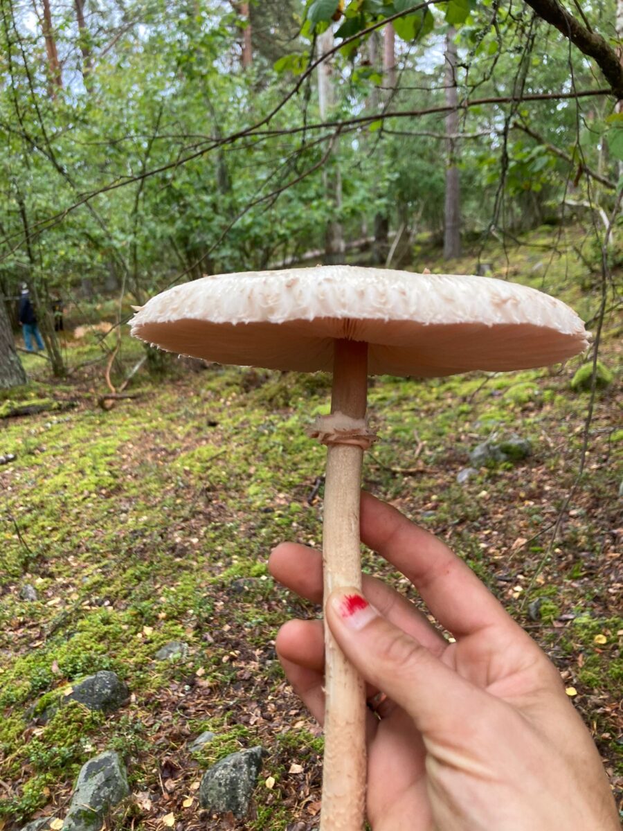 Parasol mushroom (Macrolepiota procera). Photo by Jonatan Habib Engqvist