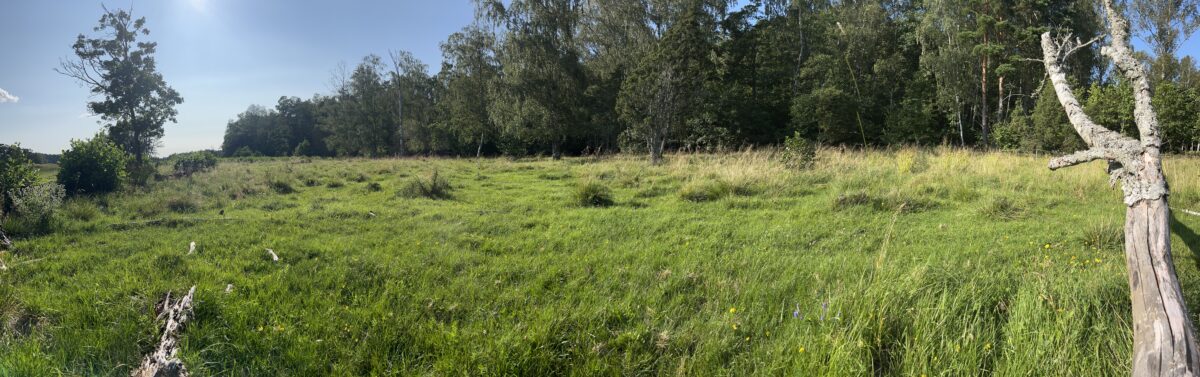 Southern meadow in Seili, July 2025.