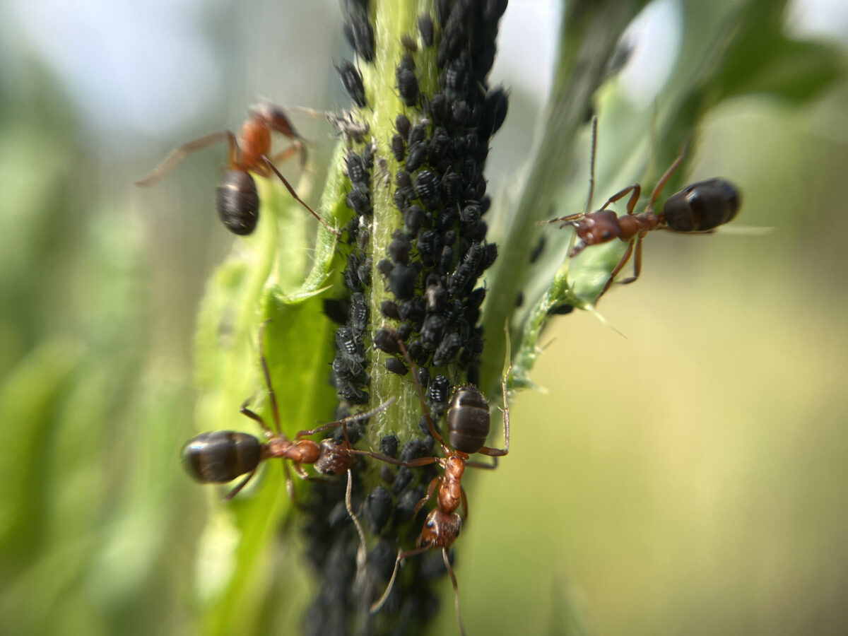 Aphids feast on creeping thistle, ants milk the aphids, August 2025.