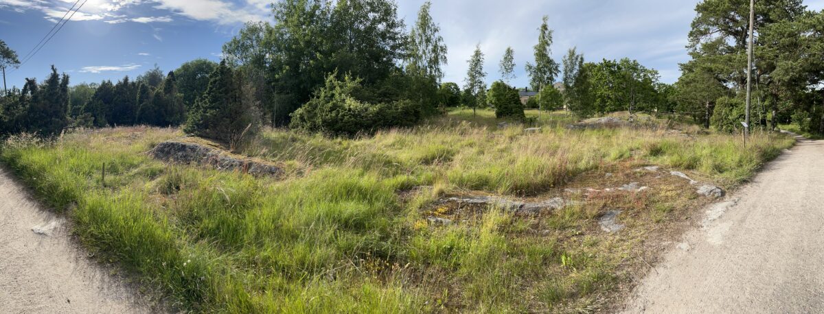 Monitoring plot 3, August 2025.