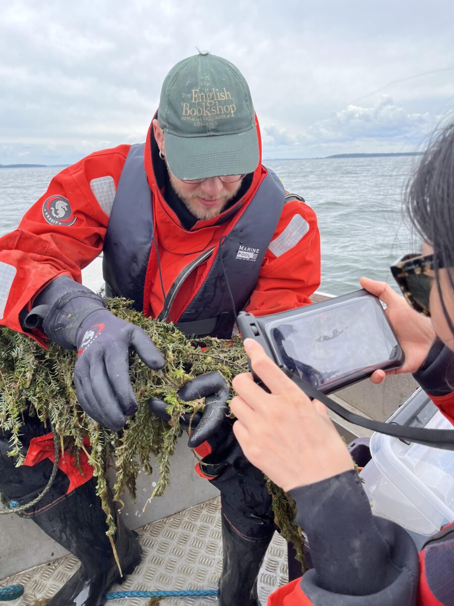 Herring research, Archipelago Research Institute, photo by Taru Elfving